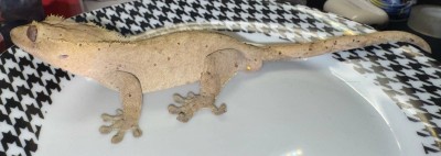 animal image