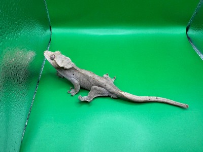 animal image
