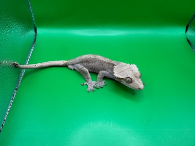 animal image