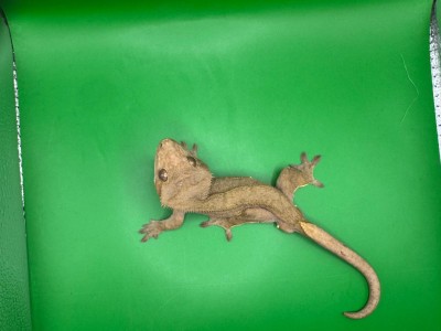 animal image