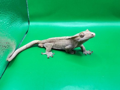 animal image