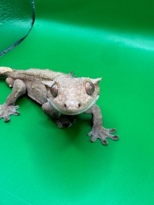 animal image