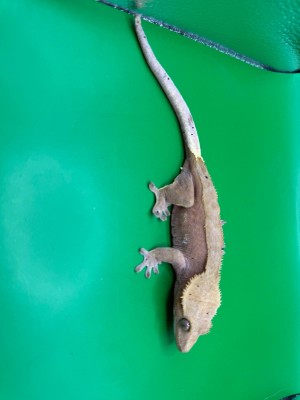 animal image
