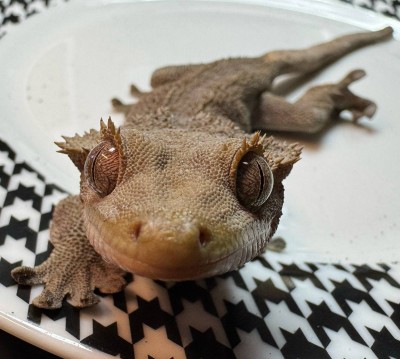 animal image