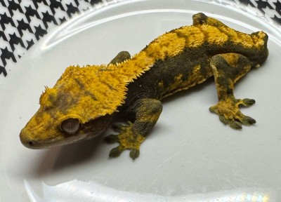 animal image