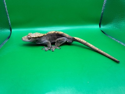 animal image