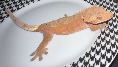 animal image