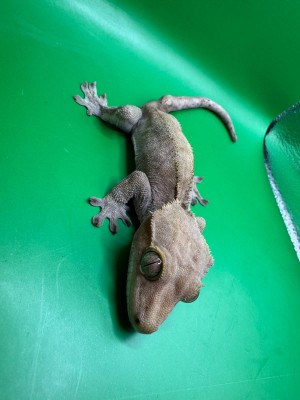 animal image