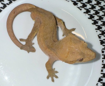 animal image