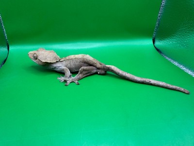 animal image