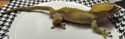 animal image