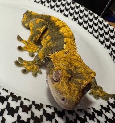 animal image