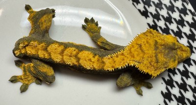 animal image