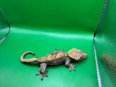 animal image