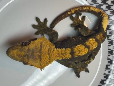 animal image