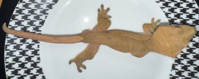 animal image