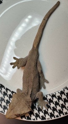 animal image