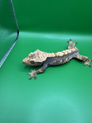 animal image