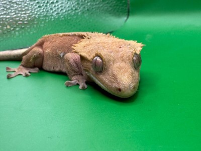 animal image