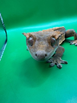 animal image