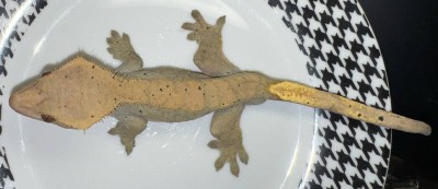 animal image
