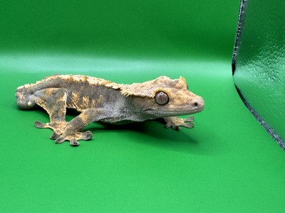 animal image