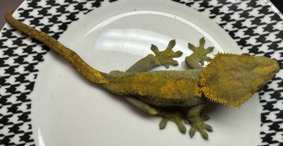 animal image