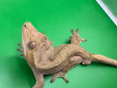animal image