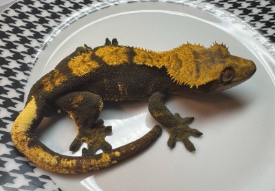 animal image