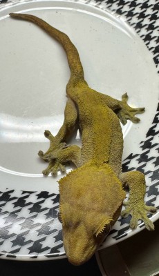 animal image