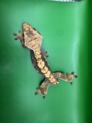 animal image