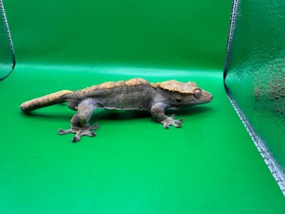 animal image