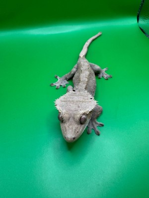 animal image