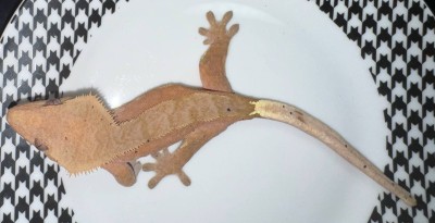 animal image