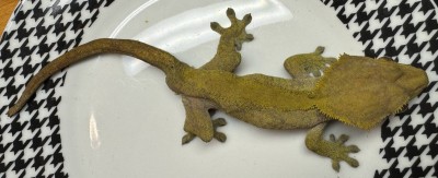 animal image