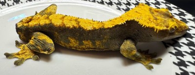 animal image