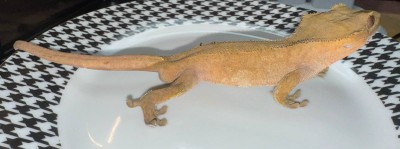 animal image