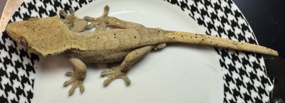 animal image