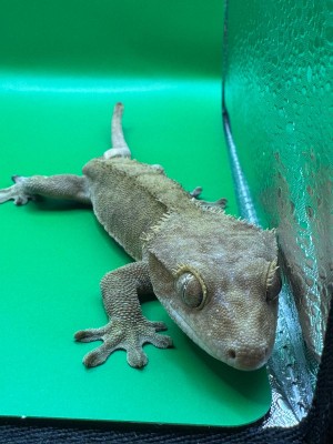 animal image