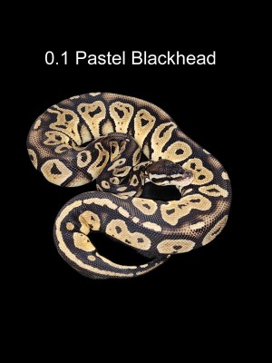 animal image