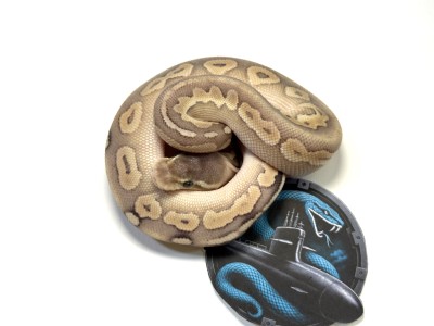animal image