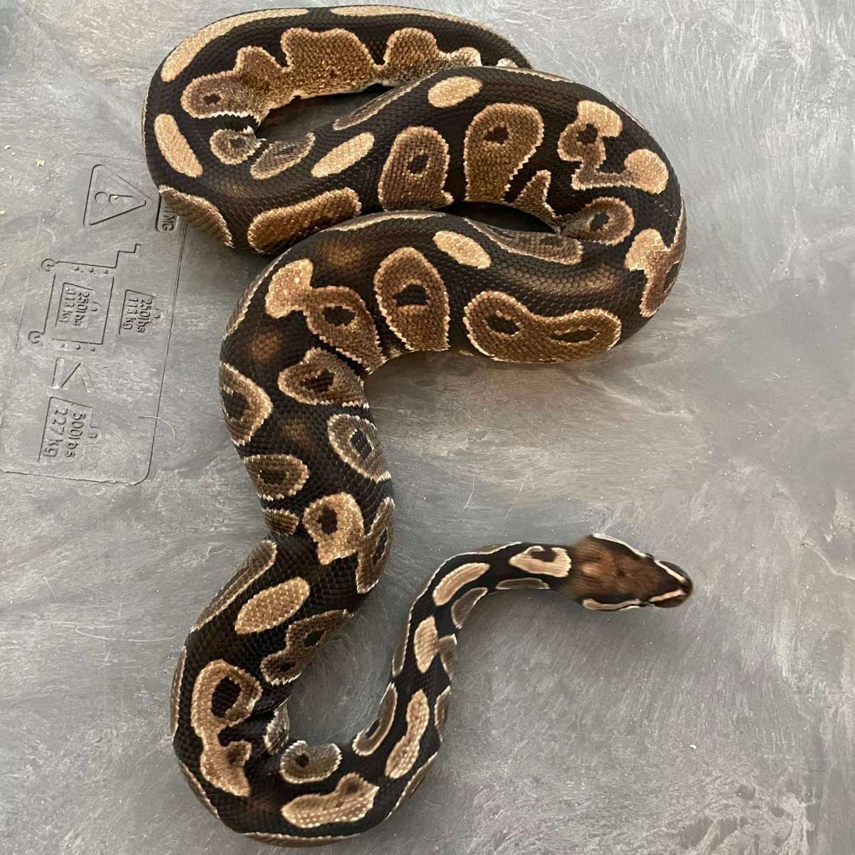 BP-18-1M