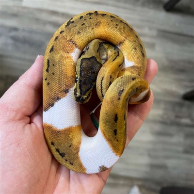 animal image