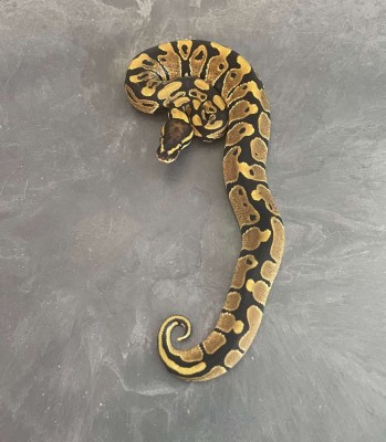 animal image