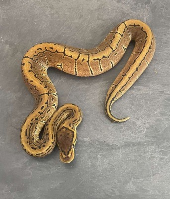 animal image