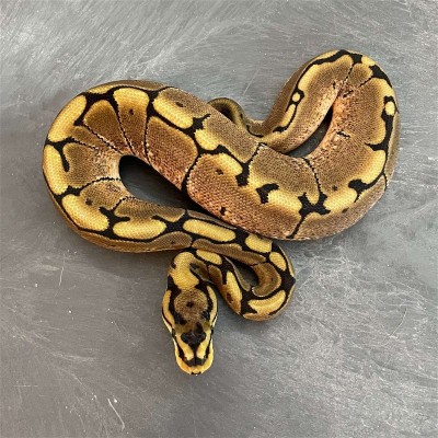 animal image