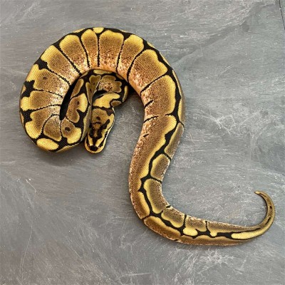 animal image