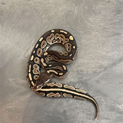 animal image
