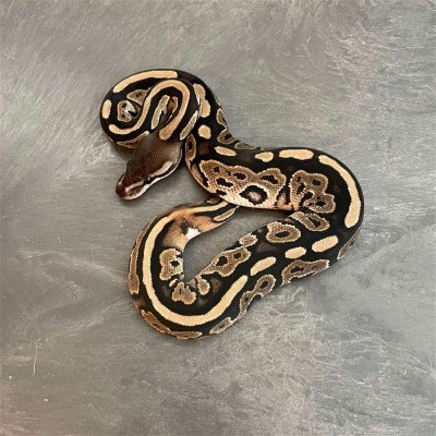animal image