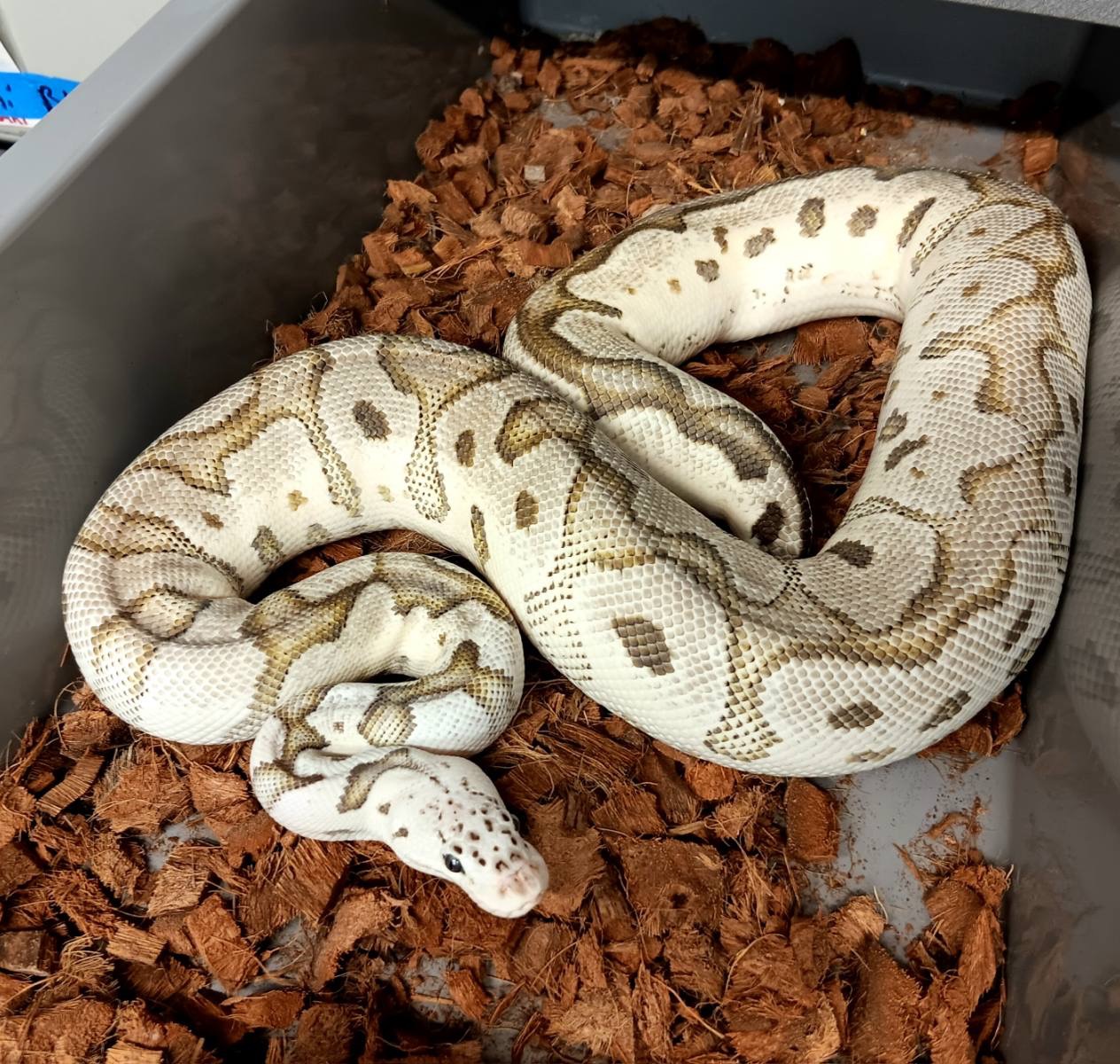 Bella